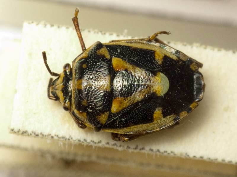 Bagrada abeillei Puton, 1881